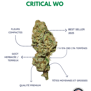 CRITICAL WO | 2025